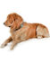 Image #5 - Myra Full Bloom Tooled Leather Dog Collar, , hi-res