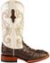 Image #2 - Ferrini Women's Hornback Caiman Print Western Boots - Broad Square Toe, Chocolate, hi-res